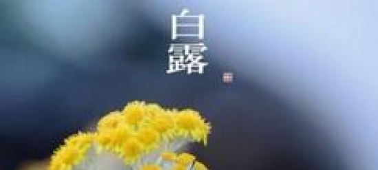 白露养生 从争“蜂”吃“醋”开始