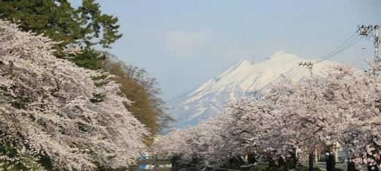 超高性价比的日本小众赏樱圣地 你必须知道