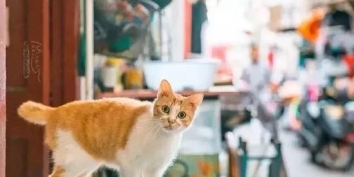 中国拍猫第一人 走遍全国拍了四万张流浪猫萌照