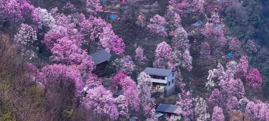 悄悄藏了3年的赏花地图 藏着刷屏到国外的绝美纯色