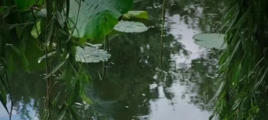 鲜花10块一把 中国最浪漫城市非她莫属